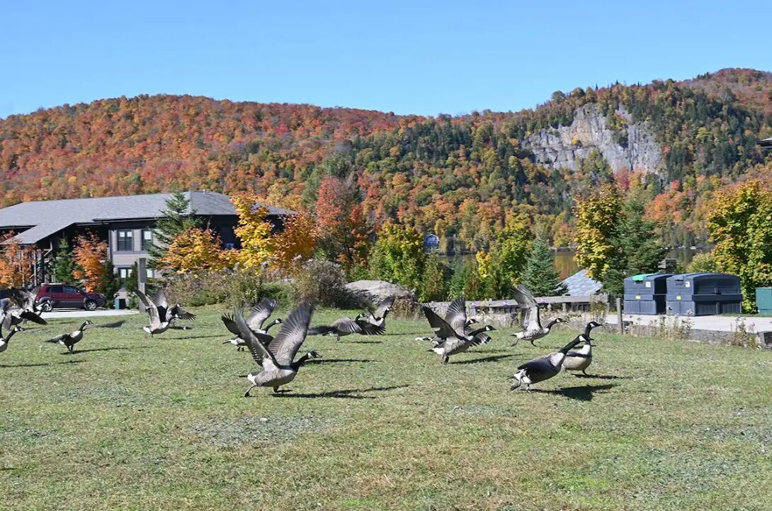 Our Canadian geese preparing for their long flight south