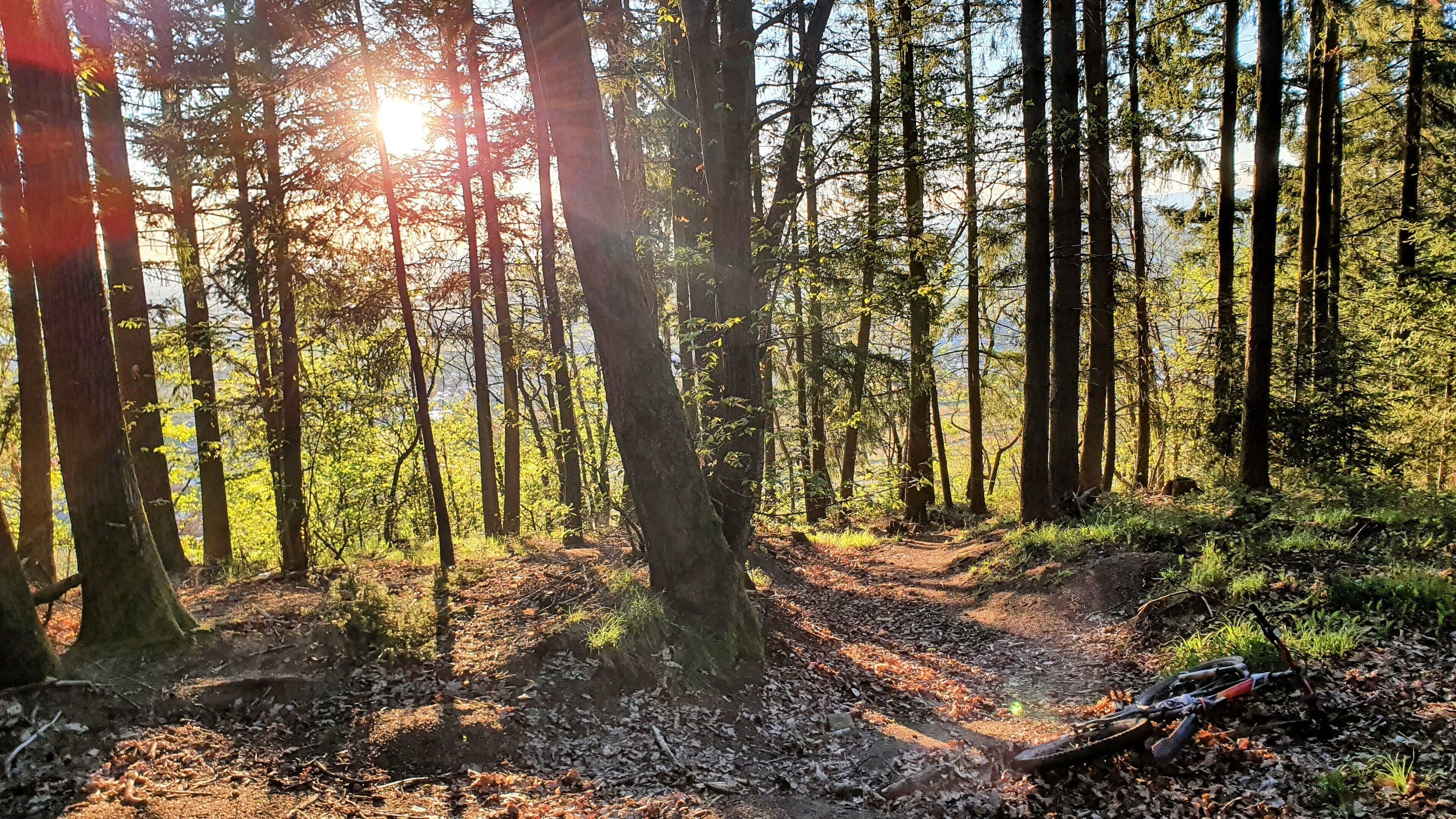 Un bosque con árboles altos y un sendero de tierra.