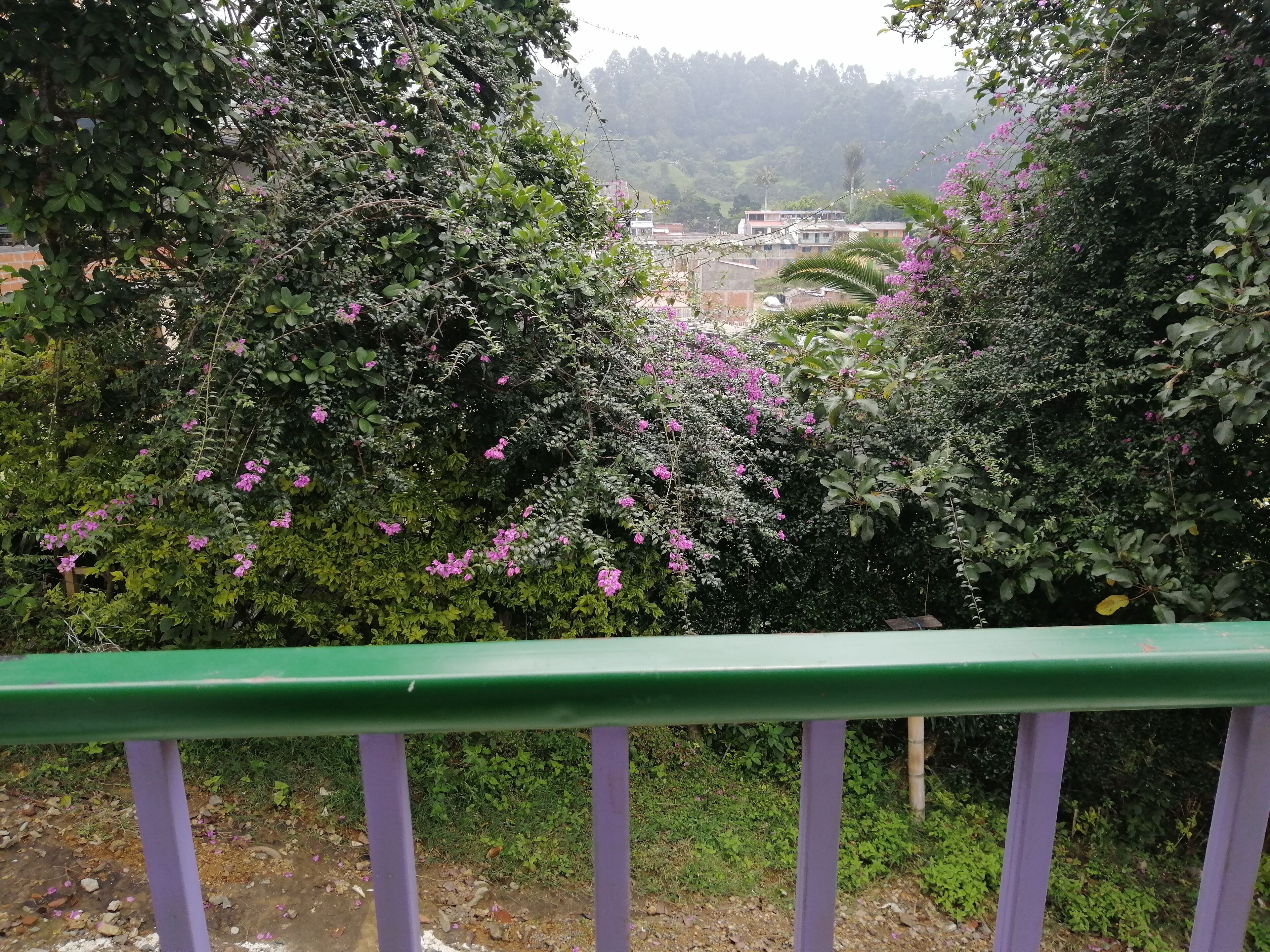 En frodig have med tæt løv og lyserøde blomster, et grønt gelænder og en fjern udsigt til bygninger.