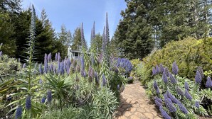 Un sentier de jardin bordé de hautes fleurs violettes et d’un feuillage vert et touffu.