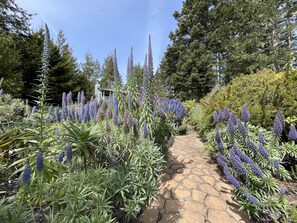 Property grounds - Peaceful Retreat with Ocean Views, Tall Pine Trees, and Beautiful Garden (Gualala)