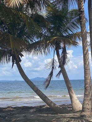 A beach with palm trees and a view of the ocean.