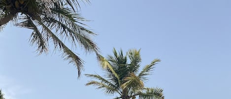 Sun-loungers, beach towels