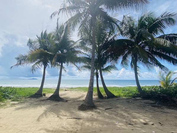 A sandy beach with palm trees and a view of the ocean.