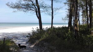 Ein Strand mit einem Hund, der am Sand entlanggeht, Bäumen und blauem Himmel.