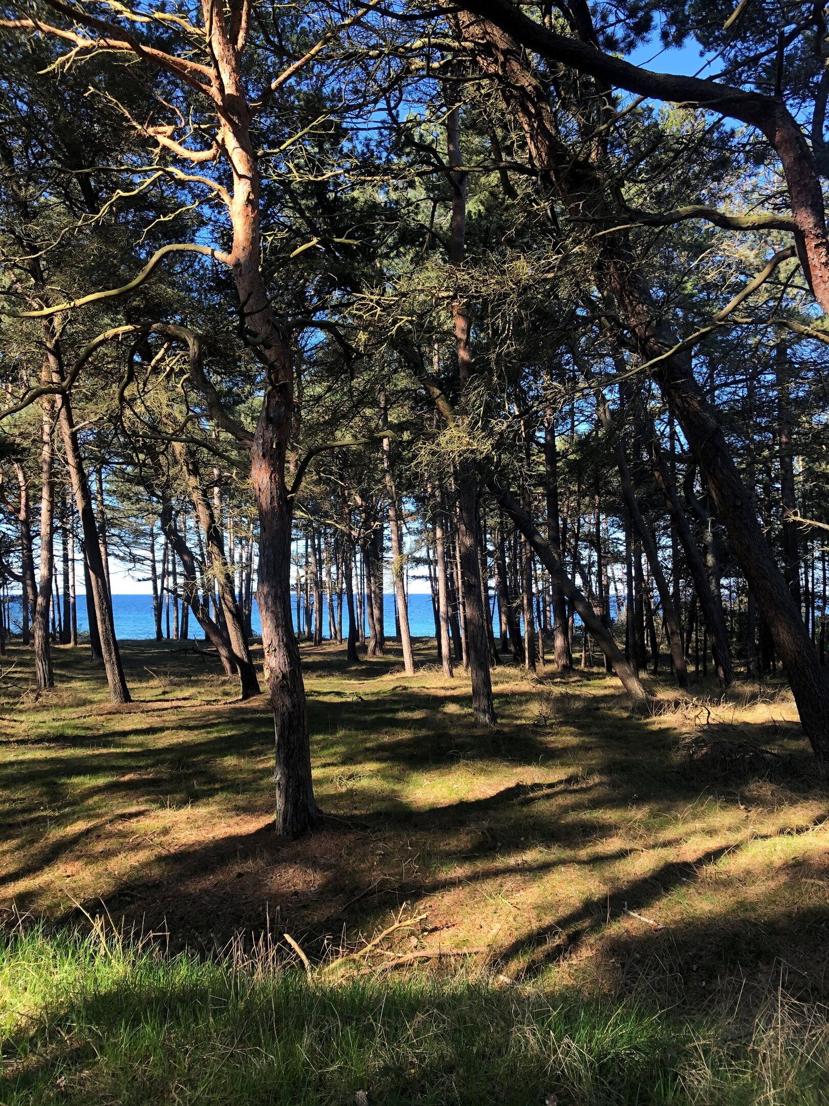 A forested area with tall trees and a clear view of the ocean.