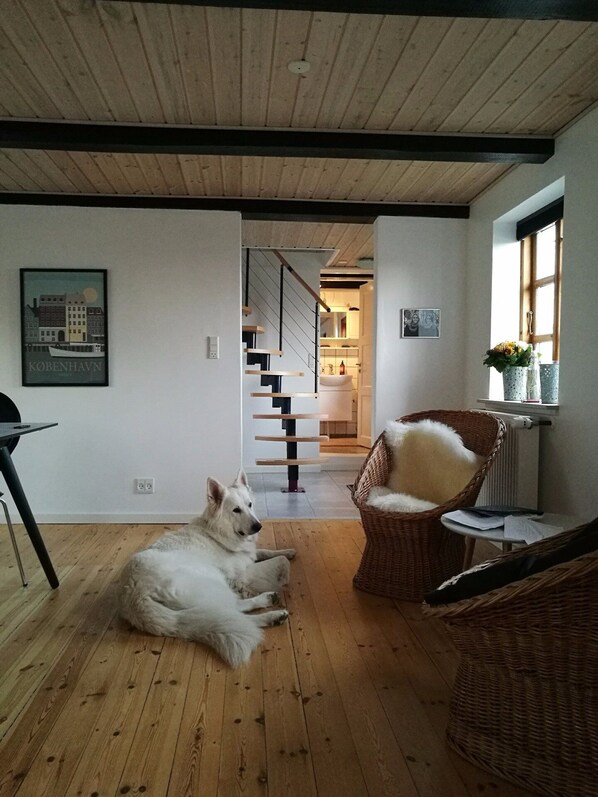 Ein Hund liegt auf einem Holzboden in einem Zimmer mit Treppe, Korbmöbeln und einem gerahmten Bild an der Wand.
