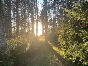 A forest path with tall trees and dense foliage. - Idyllic summer house at the waters edge (Spøttrup)