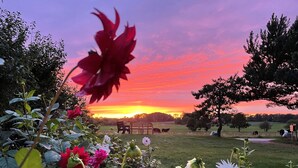 A garden with flowers and a sunset view. - Holiday apartment in peaceful surroundings (Nexø)