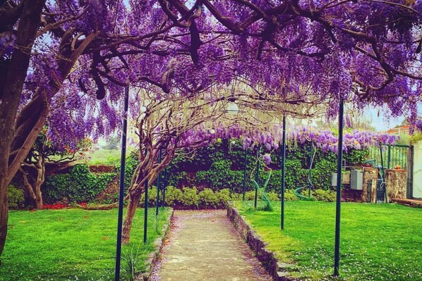 A pathway leading through a garden with purple flowering trees.