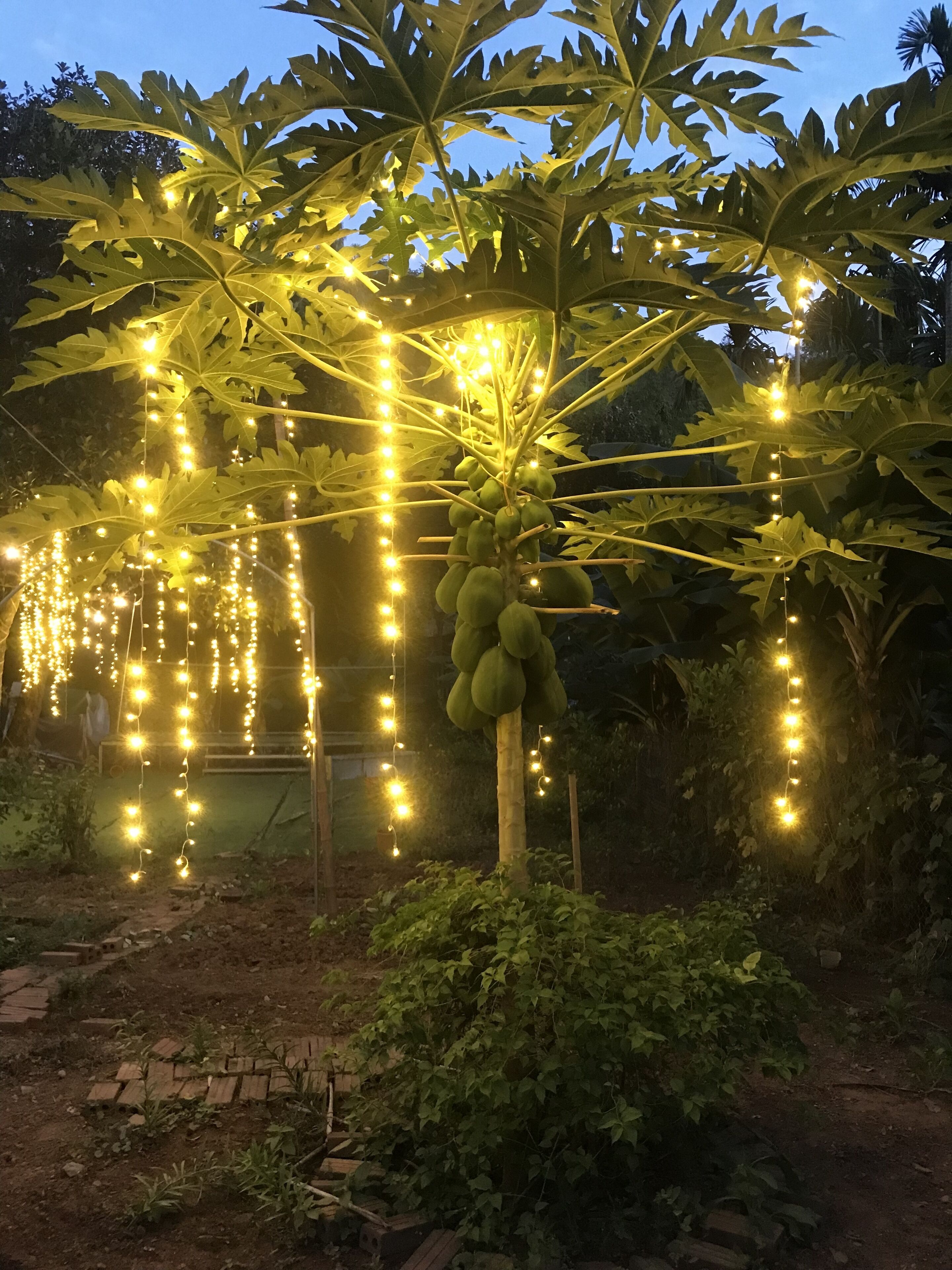 Un jardín con un gran árbol que tiene frutos verdes y luces colgantes.