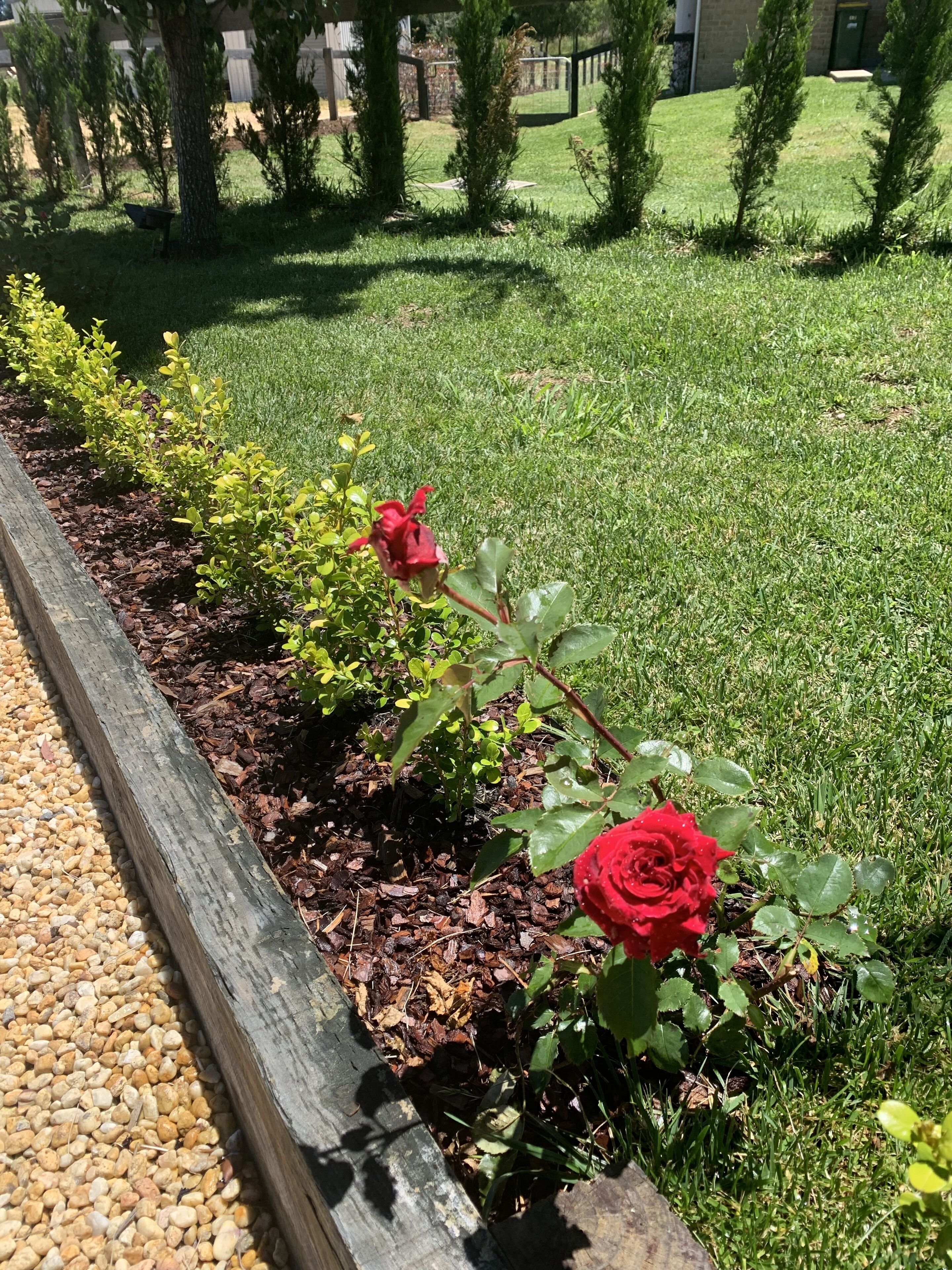 Ein Garten mit Holzumrandung, einem Kiesweg und zwei roten Rosen.