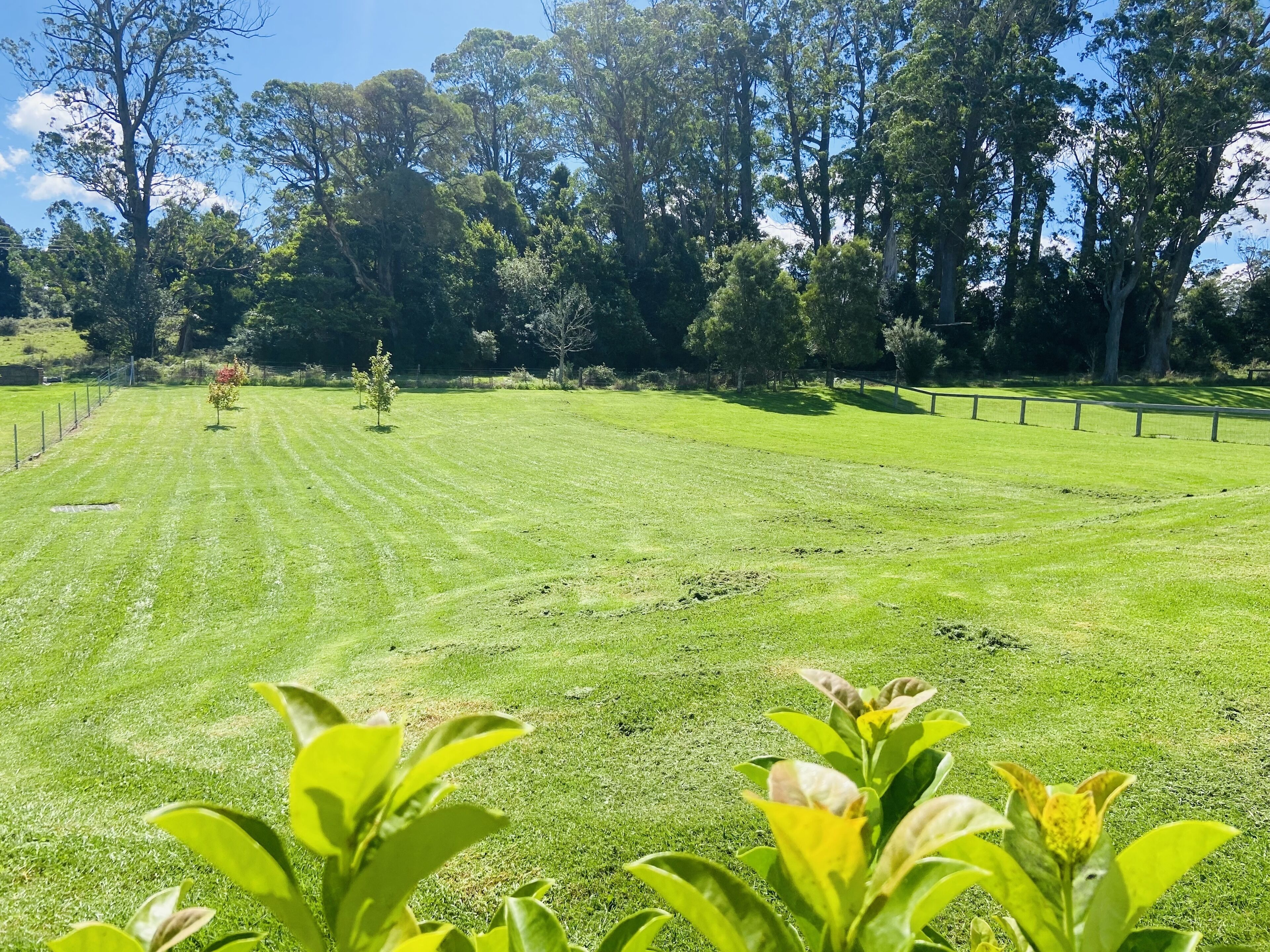 A well-maintained grassy lawn with a few trees and a fence in the background.