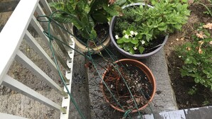 Un espace jardin aménagé avec différentes plantes en pot, une rambarde blanche et un tuyau d’arrosage.