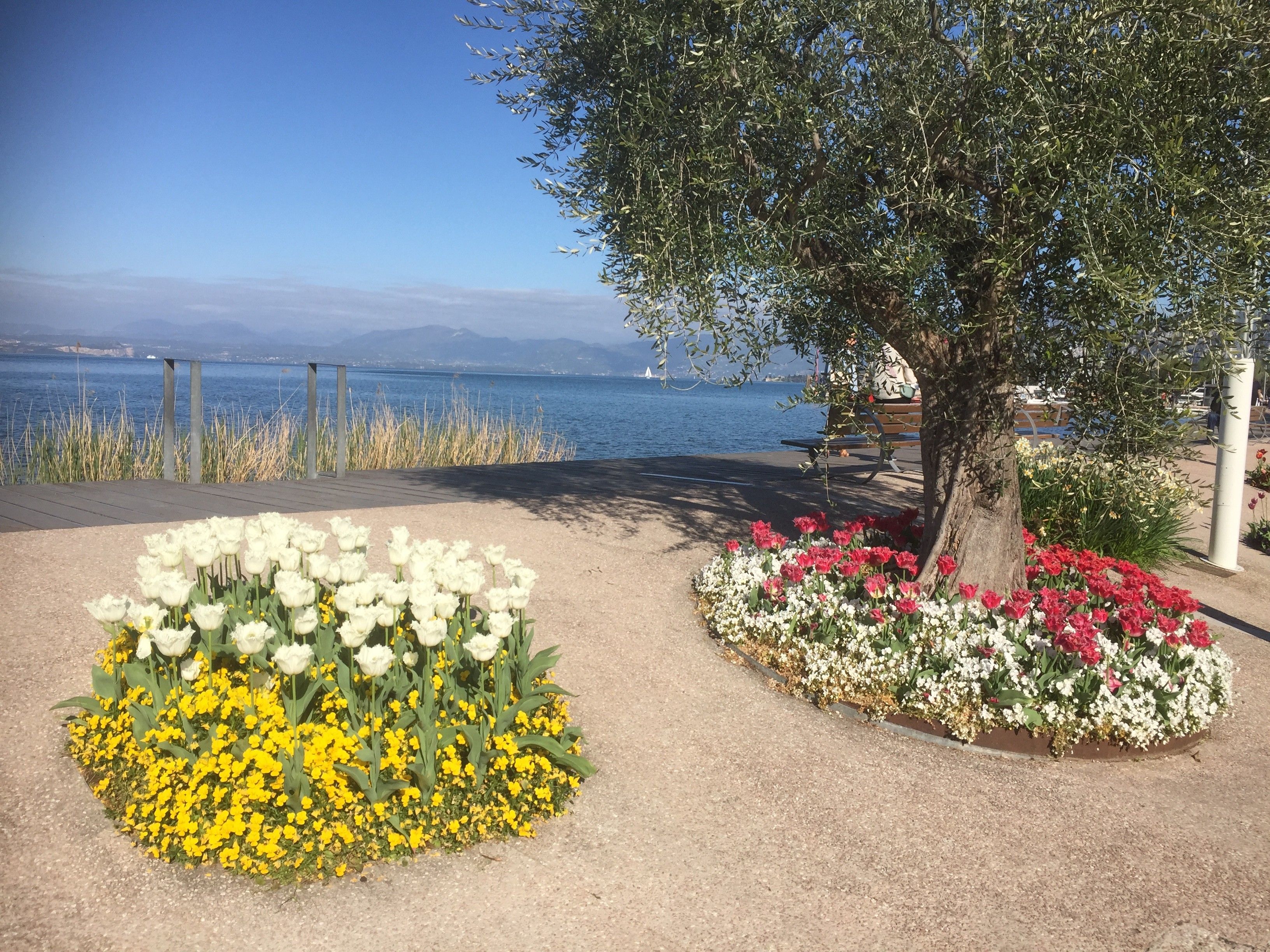 Un parc au bord de l’eau, agrémenté de parterres de fleurs et d’un banc.