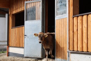 Property grounds - Apartment 'Mühlanderhof Apt Klopairspitze' with Shared Terrace and Wi-Fi (Resia)