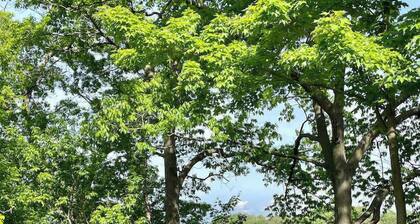 Watson House - Century Home near Sandbanks