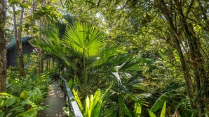 A wooden pathway surrounded by lush tropical vegetation, leading to a building with a green roof. - Loy Chalet (Krabi)