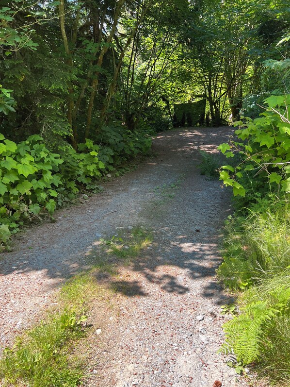 A gravel path surrounded by dense green foliage.