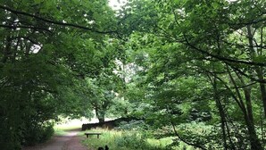 Un sentier bordé d’arbres, avec un banc et un chien.