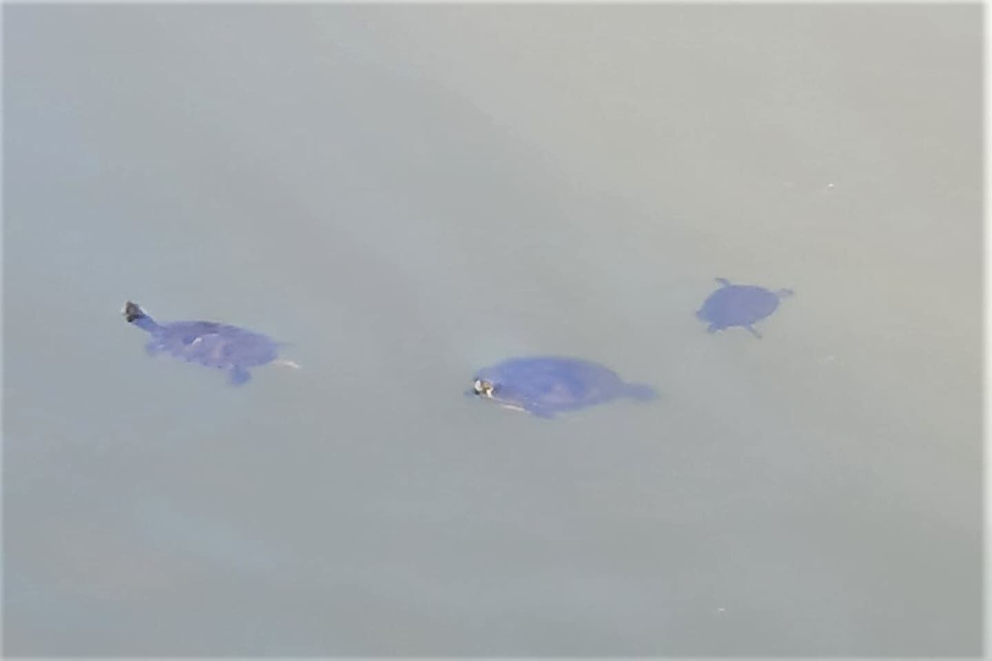 Three turtles swimming in water.