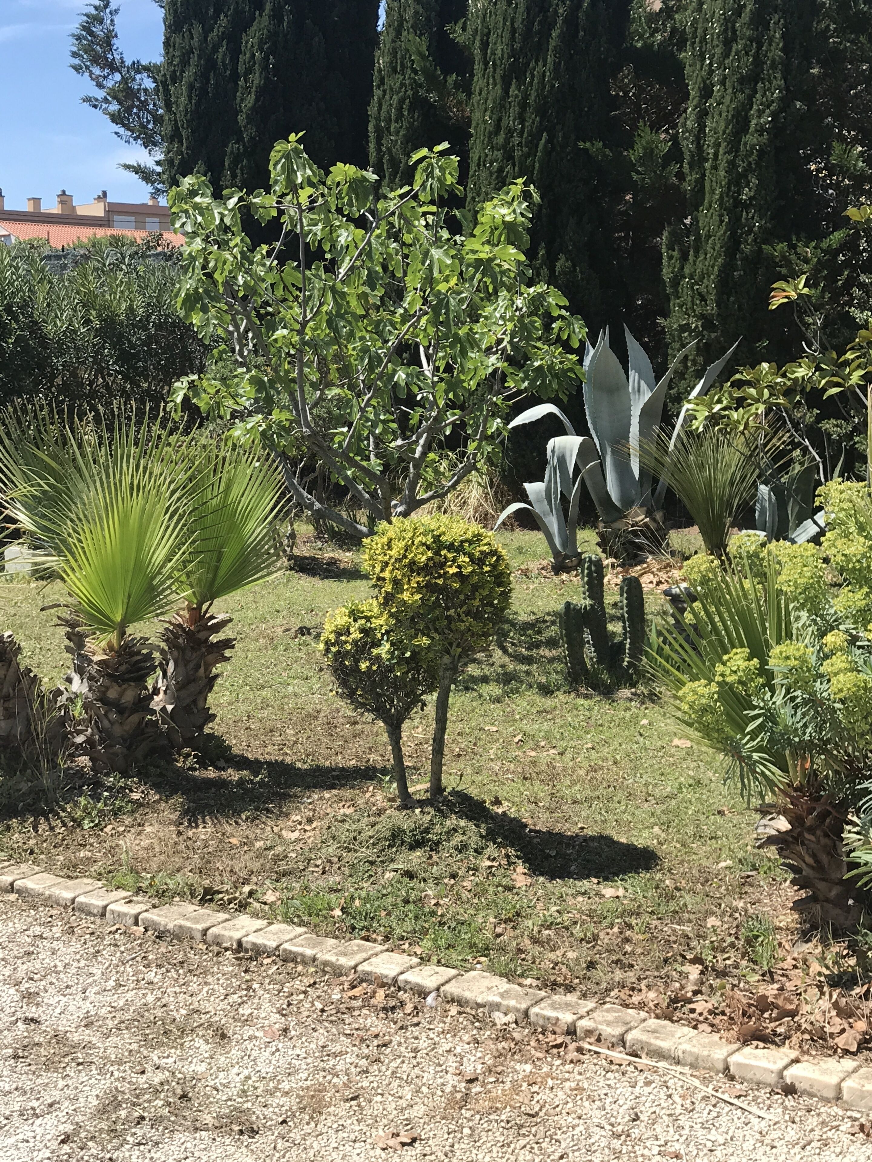 A garden with various plants and trees, including a palm tree and a small bush.