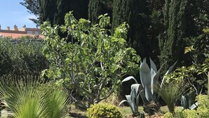 A garden with various plants and trees, including a palm tree and a small bush. - T4 100m2 beach 250m Six fours (Six-Fours-les-Plages)