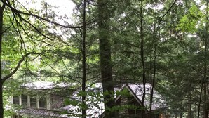 Una cabaña rústica rodeada de un bosque denso.
