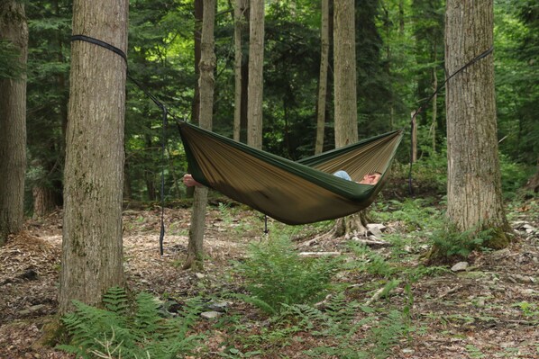 A hammock suspended between trees in a forested area.