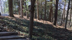 Una escalera de piedra en un área boscosa, con un comedero para pájaros en un árbol.