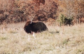 Terrain de l’hébergement 