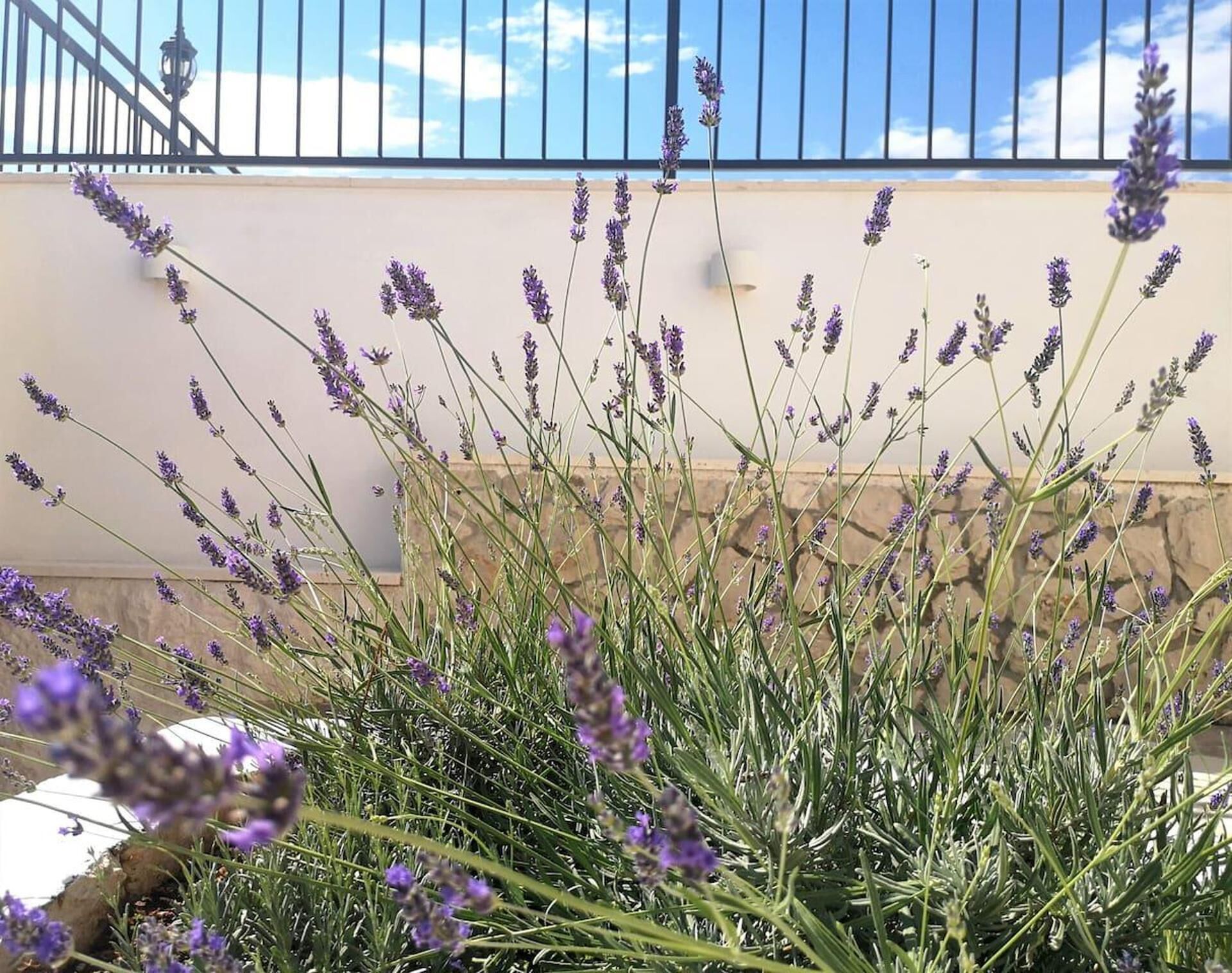 A balcony with lavender plants and a stone wall in the background.