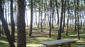 Une table de pique-nique située dans une zone boisée, avec de grands arbres et un sol recouvert d’herbe.