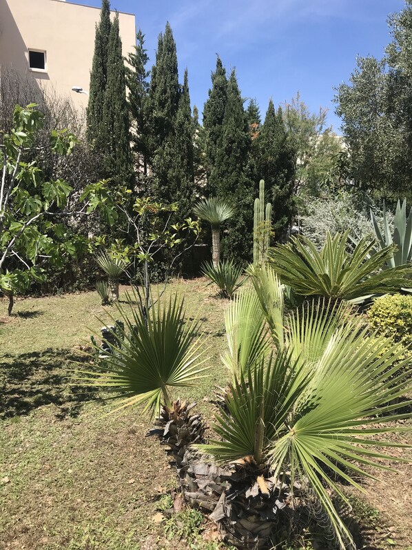 A garden with various plants, including palm trees and cacti, and a building in the background. - Small house, 33 m², beach 250 m away (Six-Fours-les-Plages)