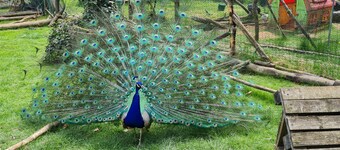 Vacation apartment Ollywood HILL with balcony, nature vacation in the high Westerwald