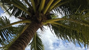 Een strand met een palmboom op de voorgrond en een helder uitzicht op de oceaan.