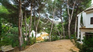 A paved pathway leading to a white building with a tiled roof, surrounded by tall trees and greenery. - Chalet in El Portet (Moraira)