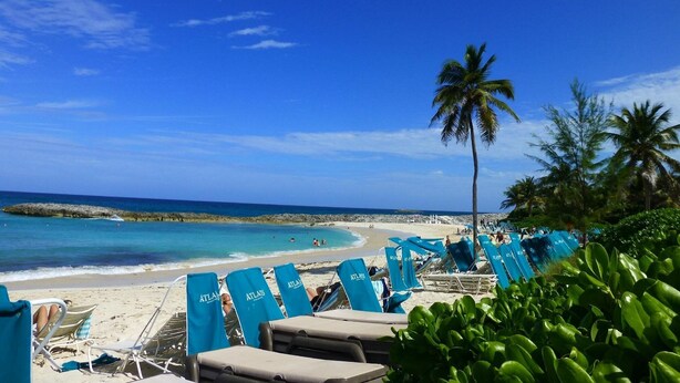 Una playa con sillas reclinables azules y una palmera.