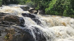 Uma cascata desce sobre rochas em uma floresta verdejante e exuberante.
