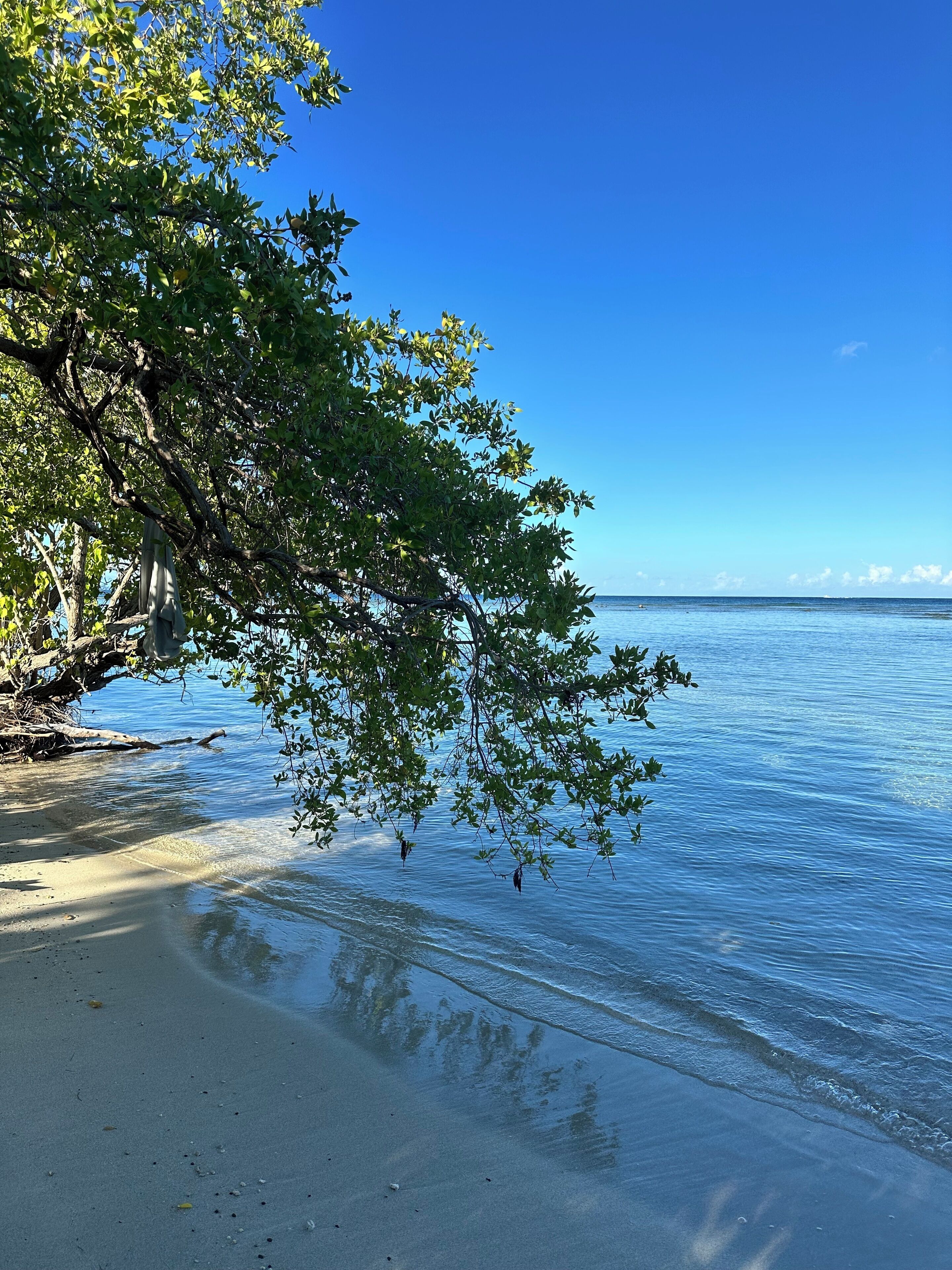 A beach with clear blue water, a sandy shore, and green foliage.