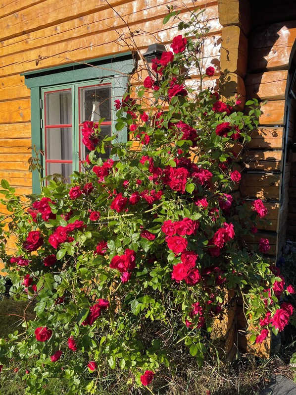 A wooden cabin with a rose bush in front.