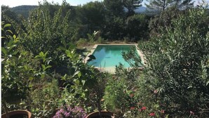 Piscina retangular rodeada por vegetação exuberante e plantas em vasos.