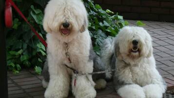 Lemmikkiystävällinen