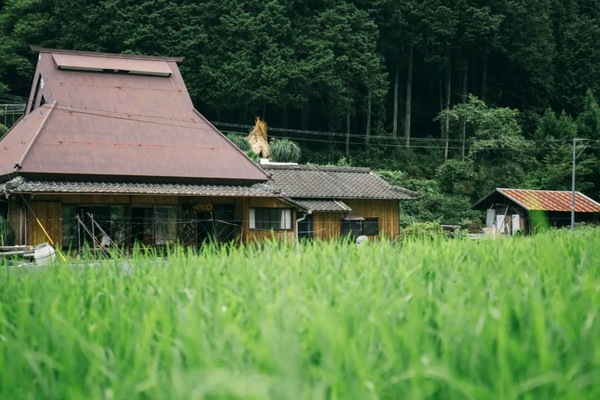 Shikouan, nestled in a peaceful countryside landscape surrounded by rice fields.