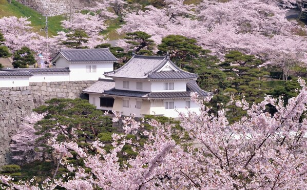 Traditional Japanese architecture surrounded by lush greenery and cherry blossom trees.