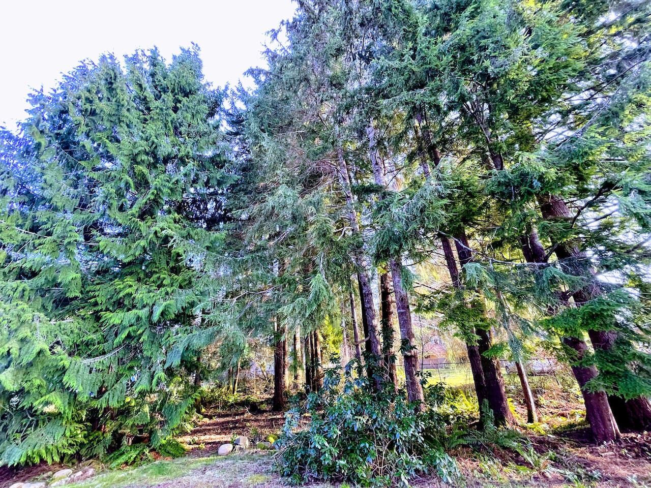 Une forêt dense, avec de grands arbres et une végétation variée.
