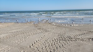A sandy beach with footprints and seagulls.