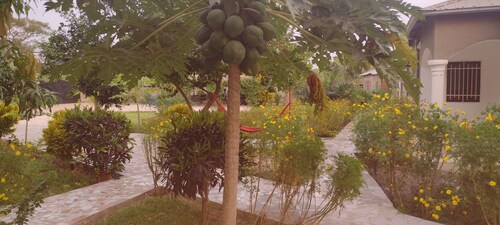 Unique Owl Family Suite 