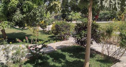 Unique Owl Family Suite