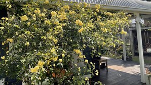 A covered patio area with a metal roof, surrounded by lush greenery and yellow flowering plants. - A cosy garden cottage, just 400m to the surf beach. (Bicheno)
